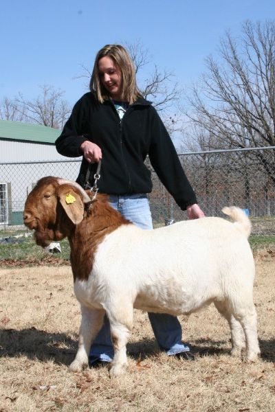 Bear Creek BC Z439 Eagle Spirit,  Son of TLB 8055 and 7A+ Guadalupe, Staying in Missouri