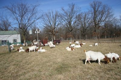 Herd enjoying the January Thaw, temp in 60's and beautiful sunshine!!!