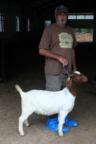 Bear Creek BC G1032 Sired by STCRF Jazz and out of Bear Creek BC B702 Prairie Rose.  Staying in Mo.