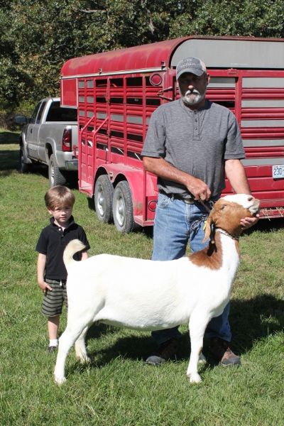 Bear Creek BC Sophie's Starshine sired by Jester AABG Steam Roller **Ennobled** out of BC A510