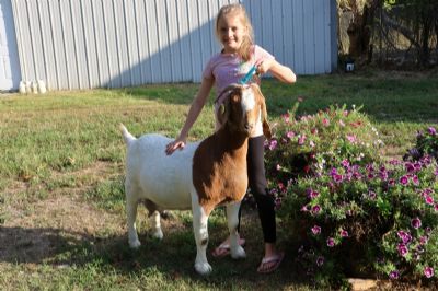 Bear Creek BC M1254 sired by BC L1201 and out of BC J1116.  Heading to Texas.