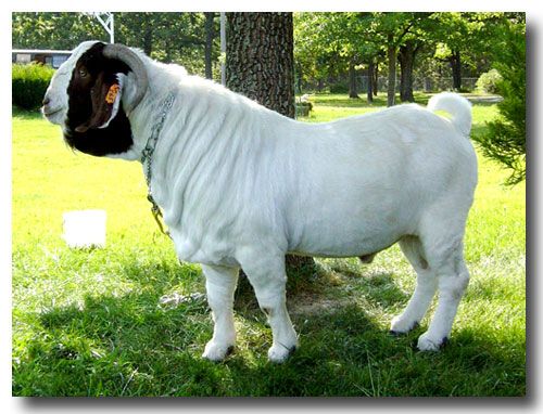 Killian's Double Impact - Boer Goat Buck