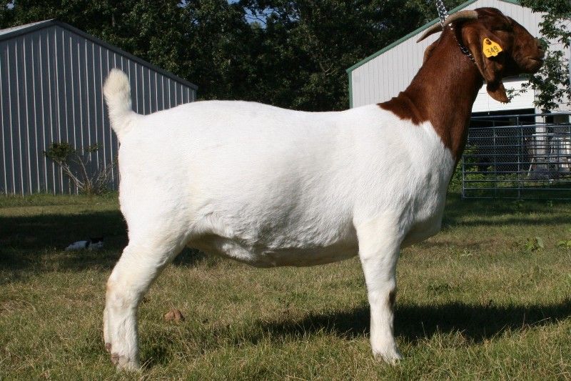 Bear Creek BC X349 Holly - Boer Goat Doe