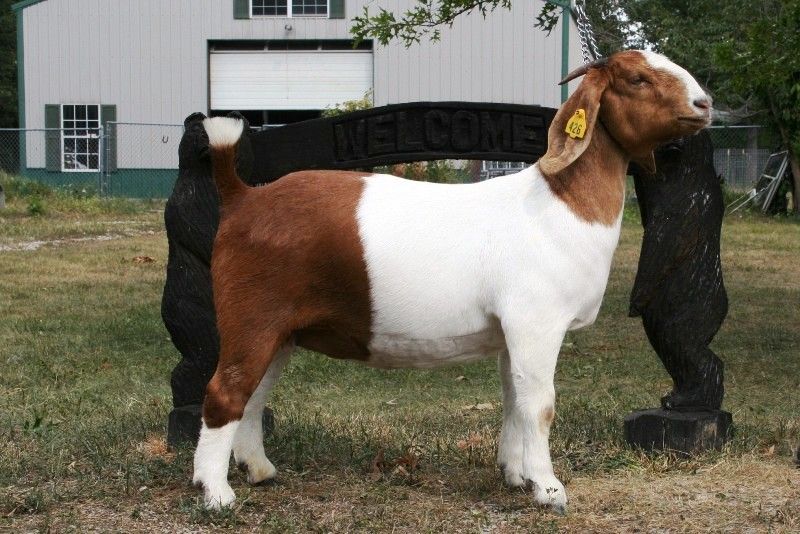 Bear Creek BC Z426 Annie Oakley - Boer Goat Doe