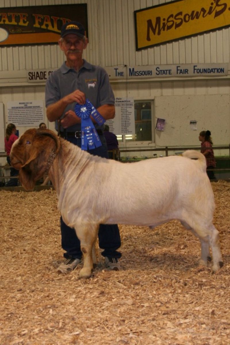 Our Newest Herd Sire and his Division Grand Champion Ribbon, Sedalia, MO 30 Apr 2011