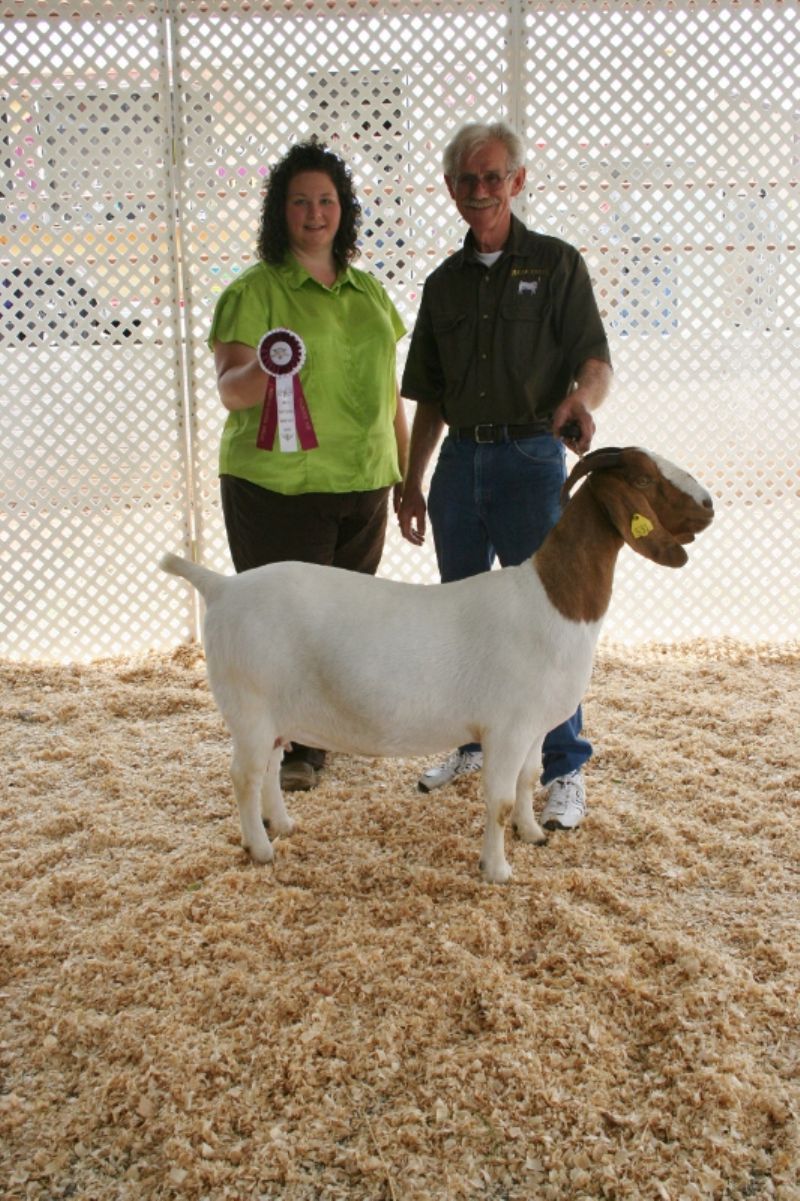 Bear Creek BC A531 Mikayla placed 1st and was Rsv GC Senior Division Doe at Harrison AR May 2013