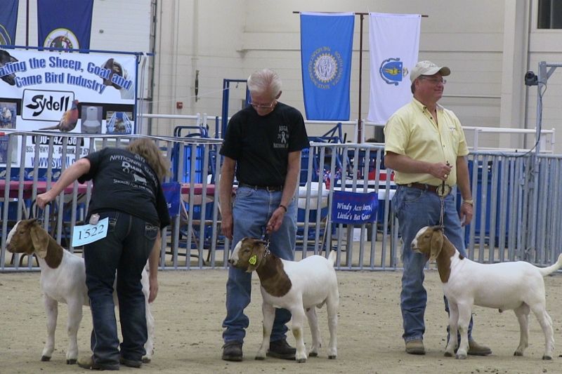 BC D817 Argo out of Steam Roller placed 11th out of 39 at the 2014 ABGA National Show 0-3 class