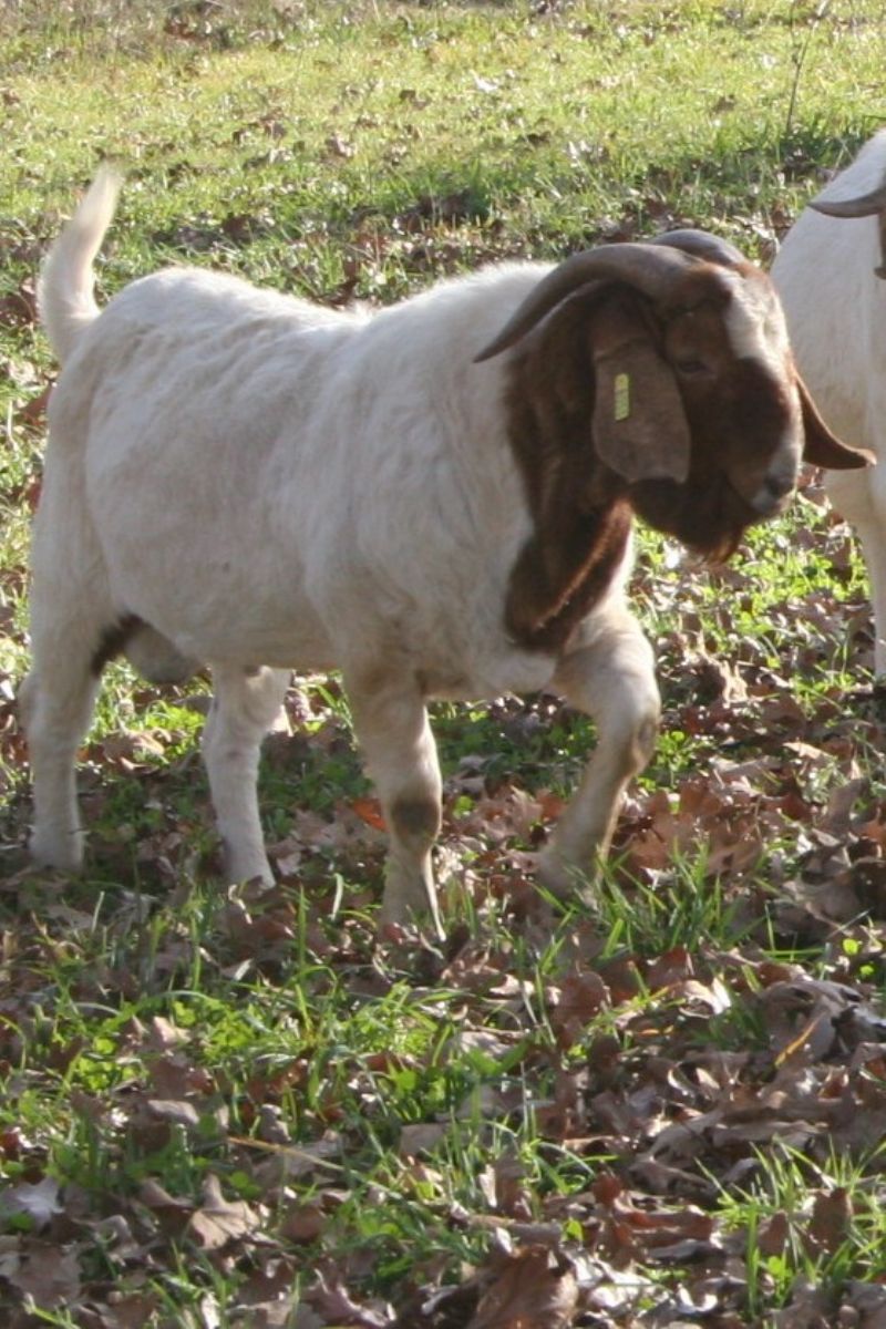 TLB 8055 - Boer Goat Buck