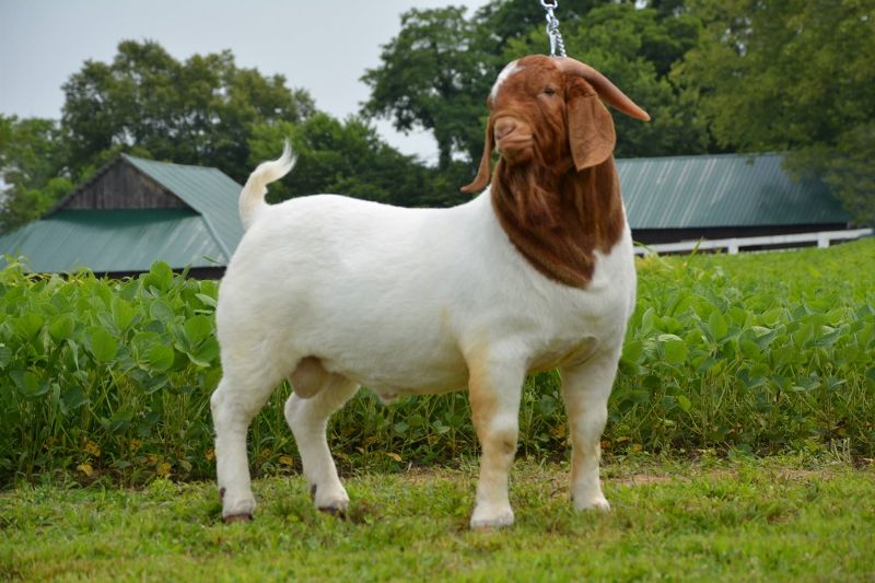 ADVBG Hatchet  03/03/2014 - 11/15/2015 - Boer Goat Buck