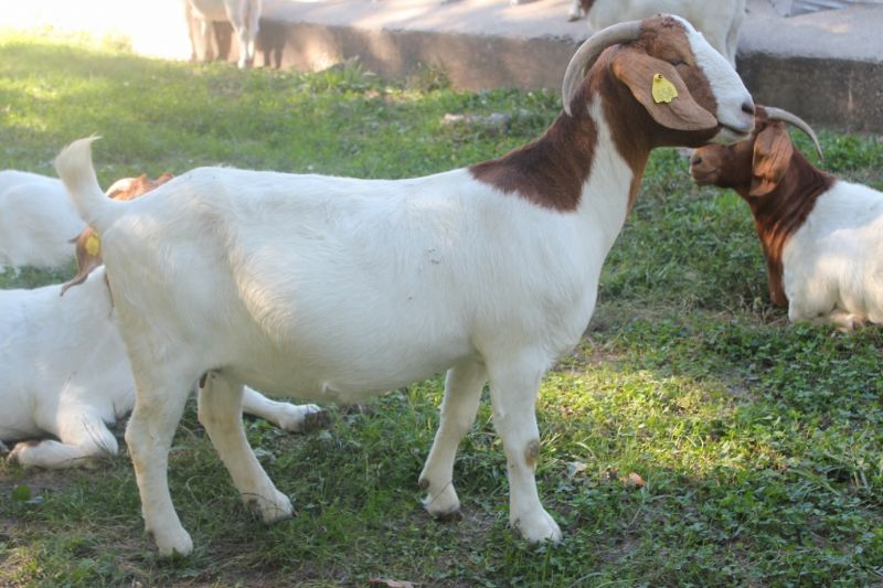 Boer Goats For Sale In Missouri From Bear Creek Boers