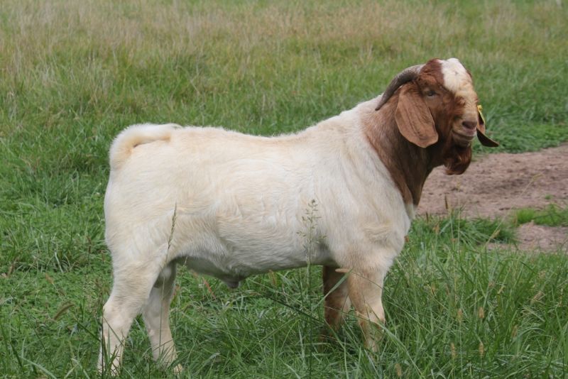 Boer Goats For Sale In Missouri From Bear Creek Boers