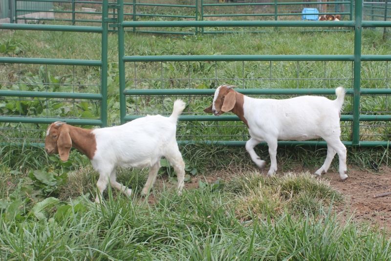 Boer Goats For Sale In Missouri From Bear Creek Boers