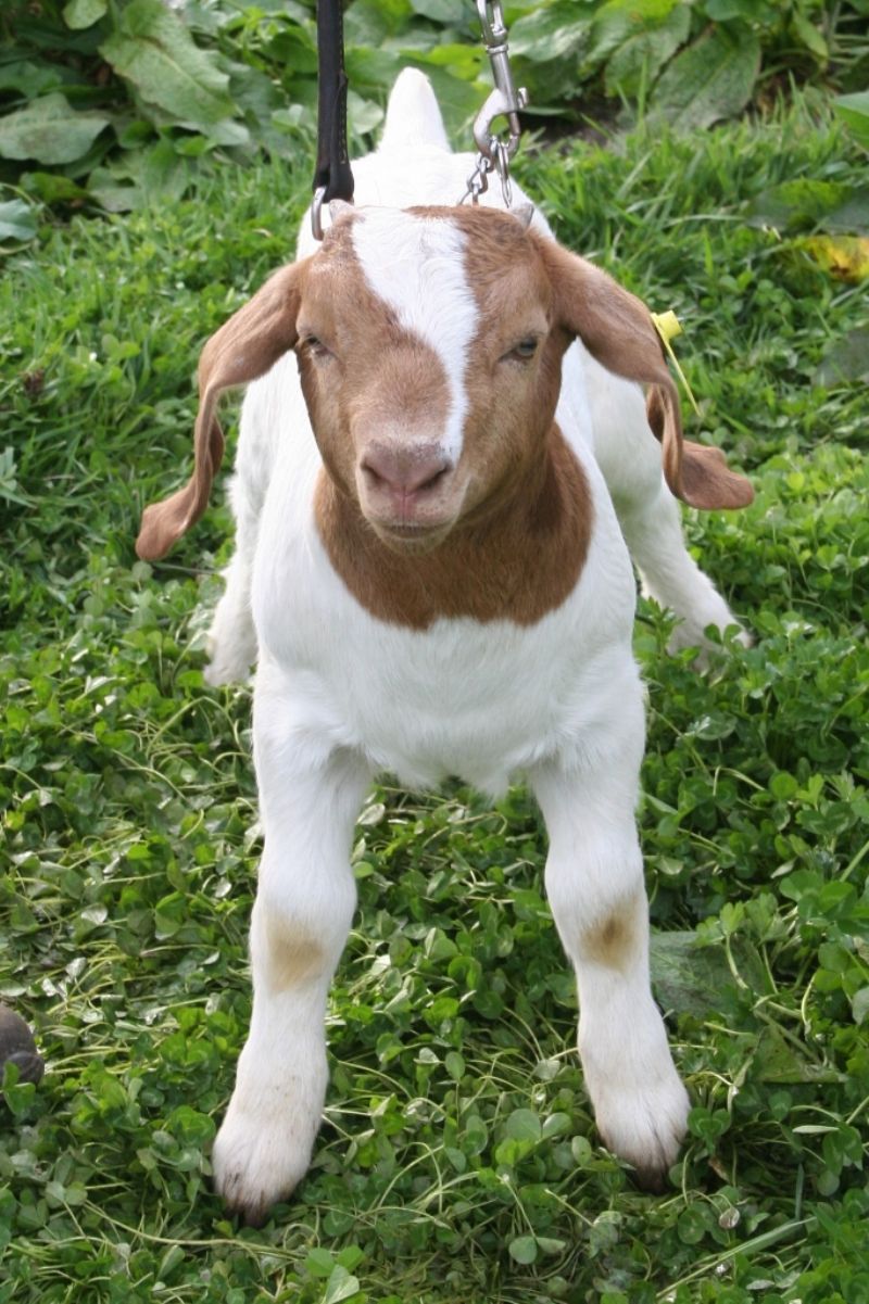 Boer Goat Wethers For Sale in Missouri from Bear Creek Boers
