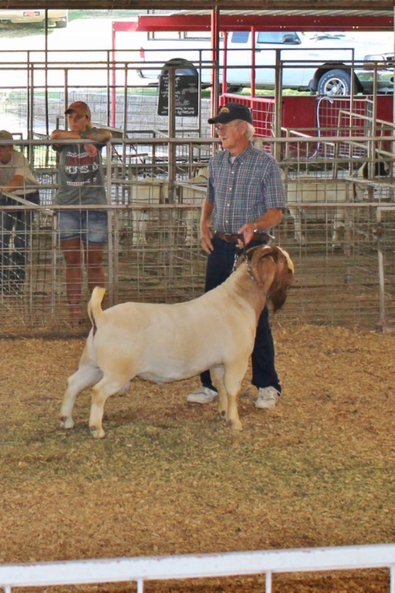 Bear Creek BC E894 Harambe placed 2nd.  Looking good for being in the breeding pen w/13 Doe's