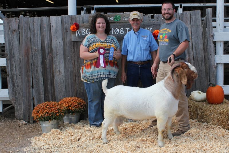 Bear Creek BC E894 Harambe placed 1st and was Grand Champion Yearling Buck 9/16/17. Show 1.