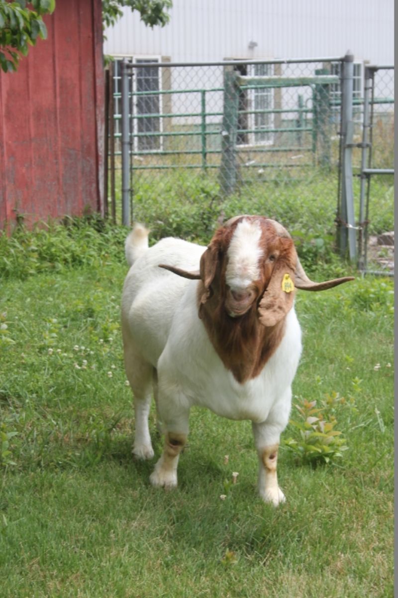 SEMEN from Bear Creek BC E894 Harambe - Boer Goat Buck
