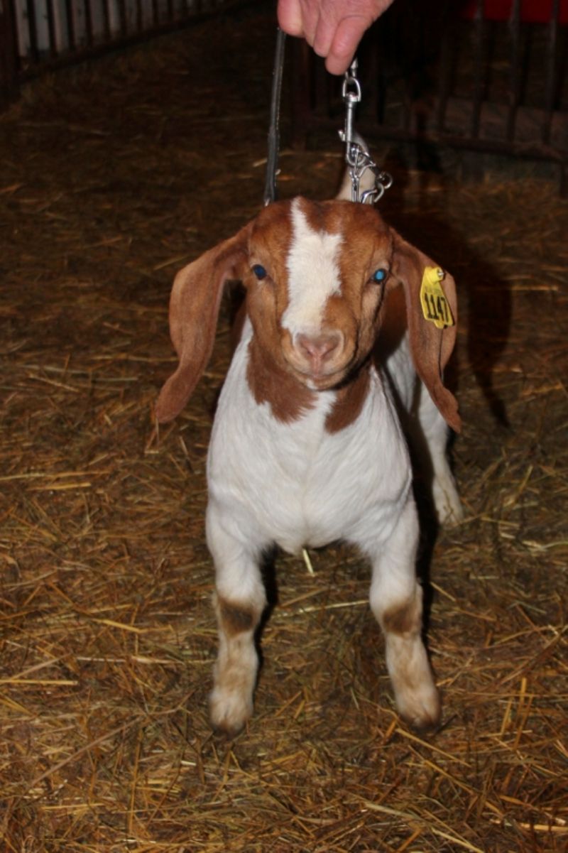 Boer Goats For Sale in Missouri from Bear Creek Boers