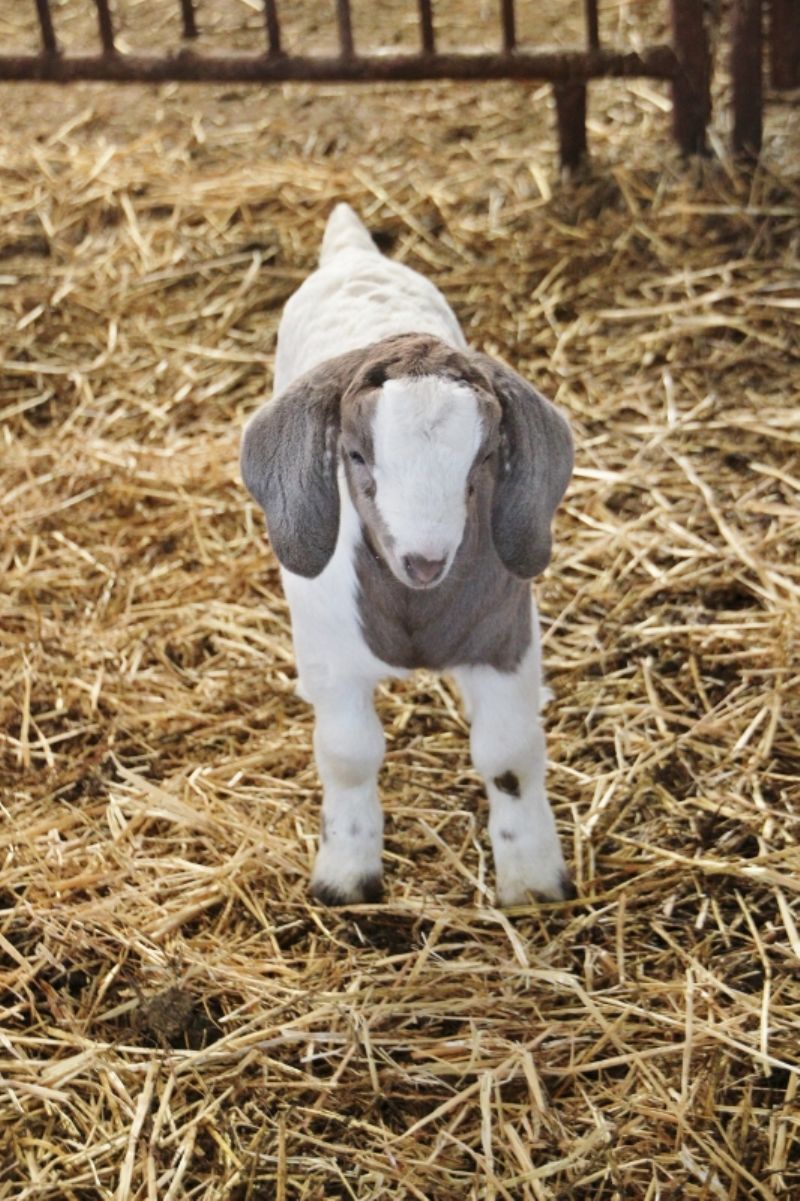 Wether Scrapie # 146 - Boer Goat Wether