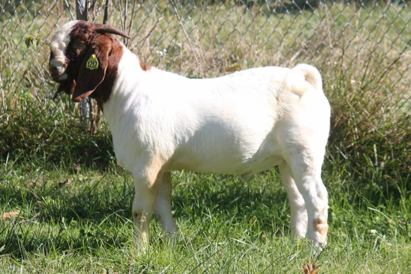 Bear Creek BC M1212 - Boer Goat Buck