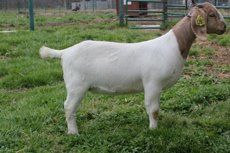 Bear Creek BC L1207 - Boer Goat Doe