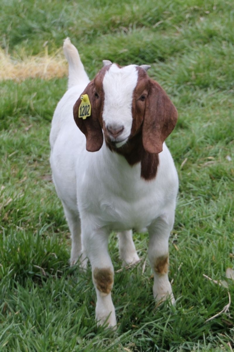 Bear Creek BC L1202 Stardust - Boer Goat Doe