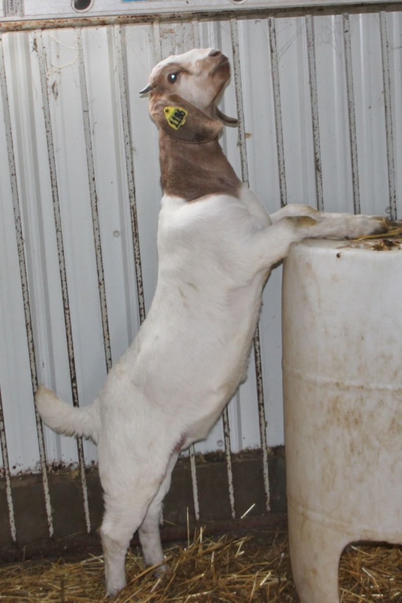 Bear Creek BC L1186 - Boer Goat Doe