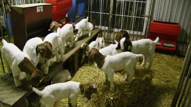 2022 December Kids - Boer Goat Doe