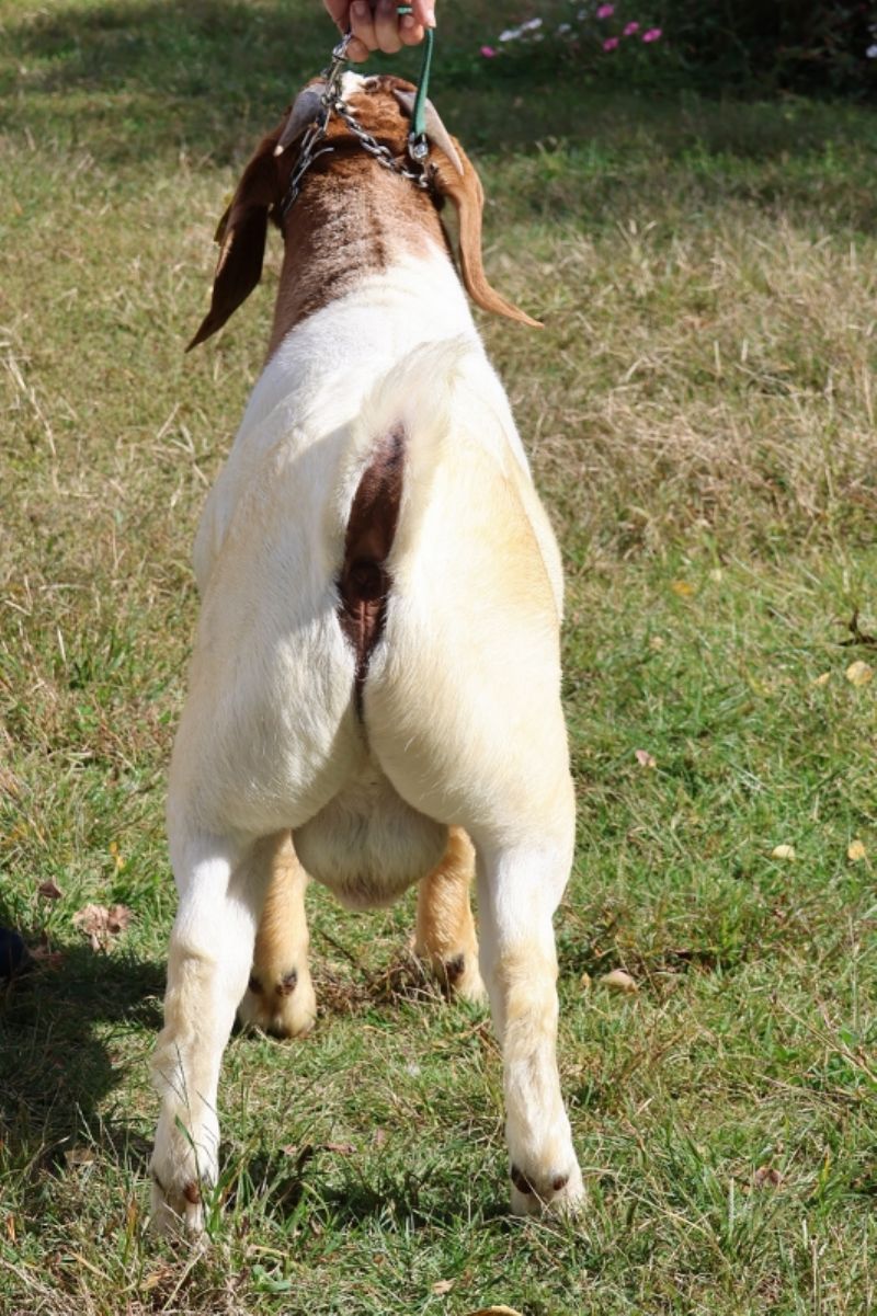 BEAR CREEK BC N1267 LUCAS - Boer Goat Buck
