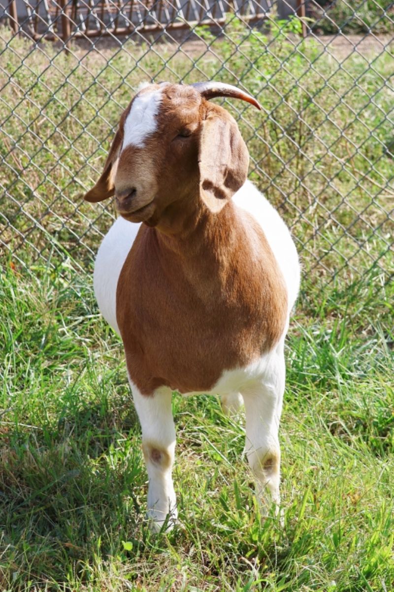 Bear Creek BC M1254 - Boer Goat Doe