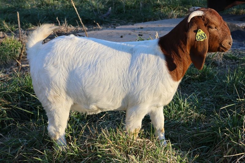 Bear Creek BC M1263 - Boer Goat Doe