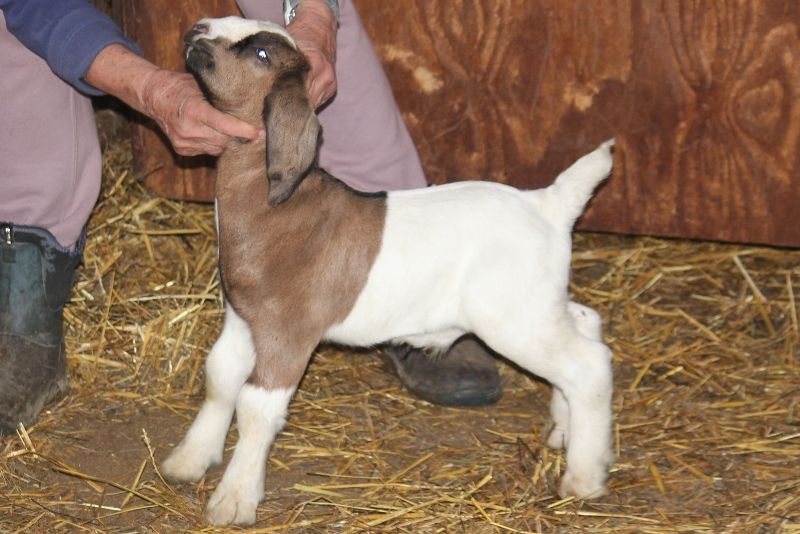 Bear Creek BC Wether #3 Born 5 March 2023 - Boer Goat Wether