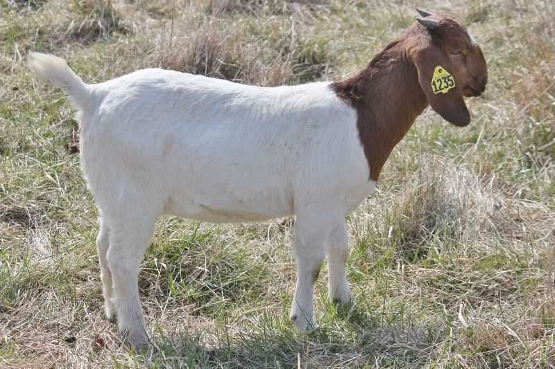 Bear Creek BC M1235 - Boer Goat Doe