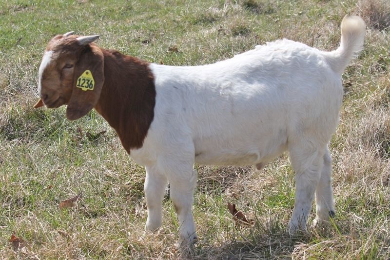 Bear Creek BC M1236 - Boer Goat Buck