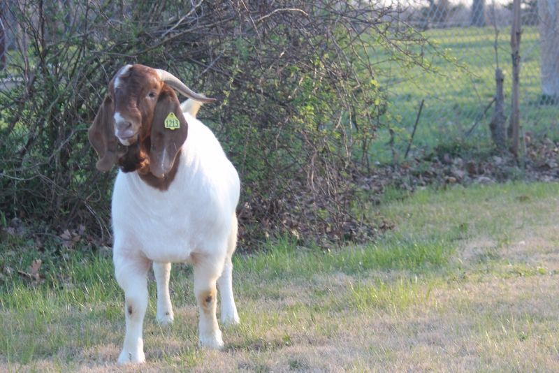 Bear Creek M1213 Ninja - Boer Goat Buck