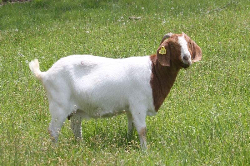 Bear Creek Grass/Brush Eaters - Boer Goat Doe