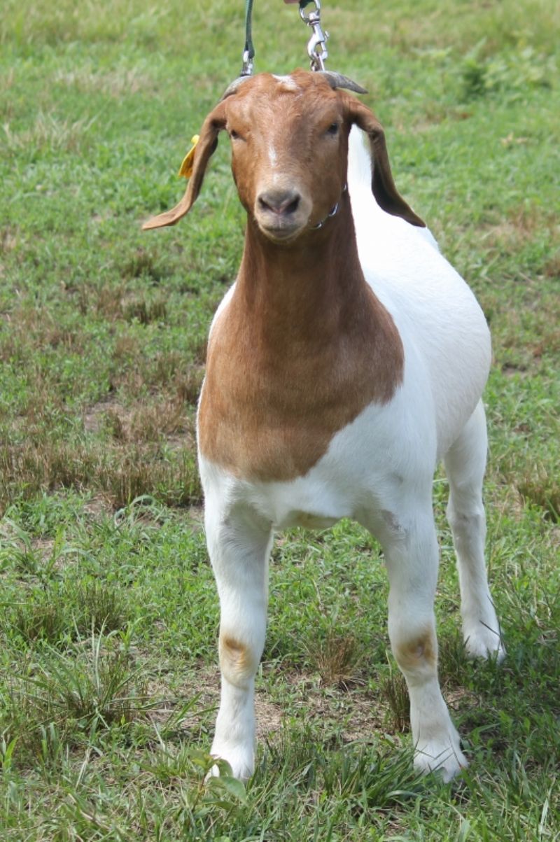 Bear Creek BC M1240 - Boer Goat Doe