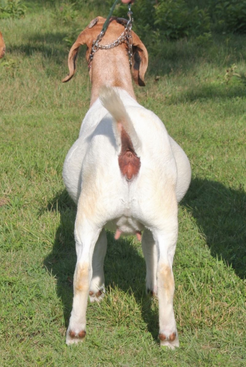 Bear Creek BC M1253 Adeline - Boer Goat Doe