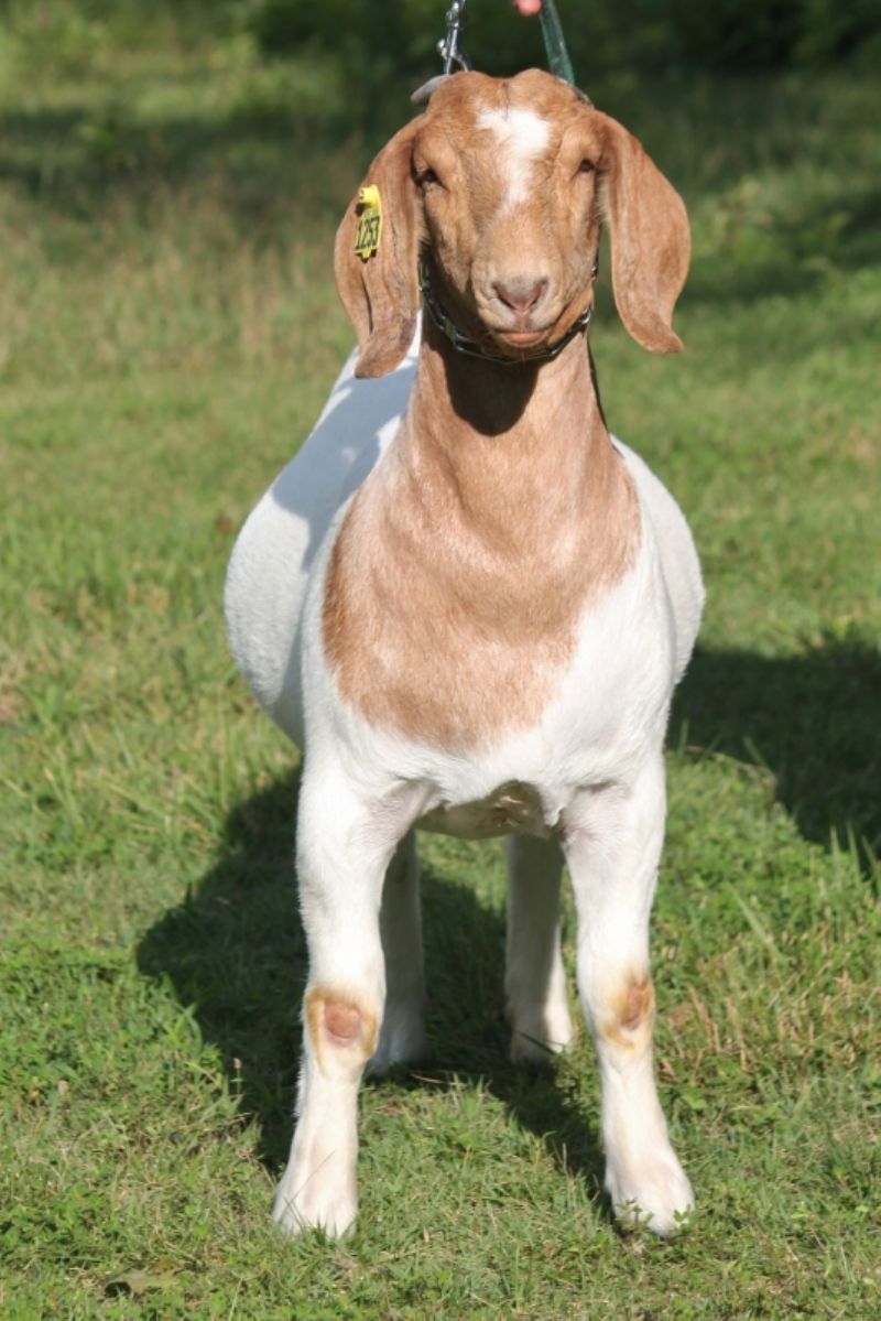 Bear Creek BC M1253 Adeline - Boer Goat Doe