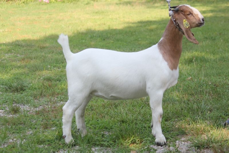 Bear Creek BC N1265 - Boer Goat Doe
