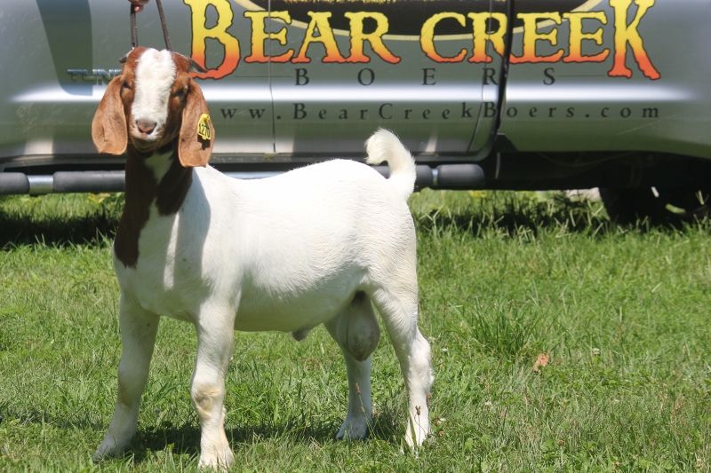 Bear Creek BC N1270 - Boer Goat Buck
