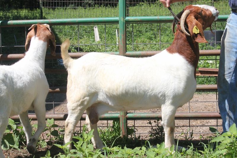 Bear Creek BC K1166 Amazin Grace - Boer Goat Doe