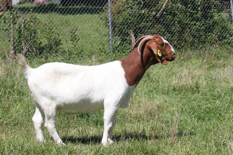 Bear Creek BC G996 Sheeza Angel - Boer Goat Doe