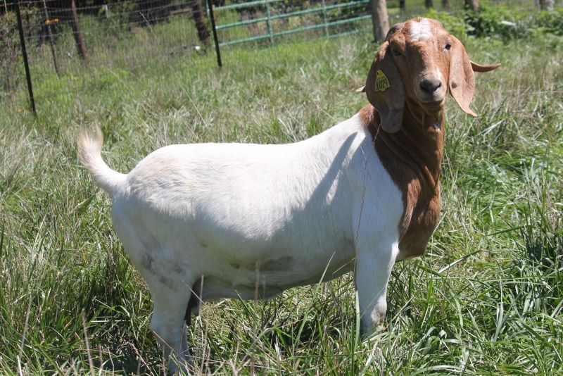 Bear Creek BC G1029 Harambe's Ms Merkle - Boer Goat Doe