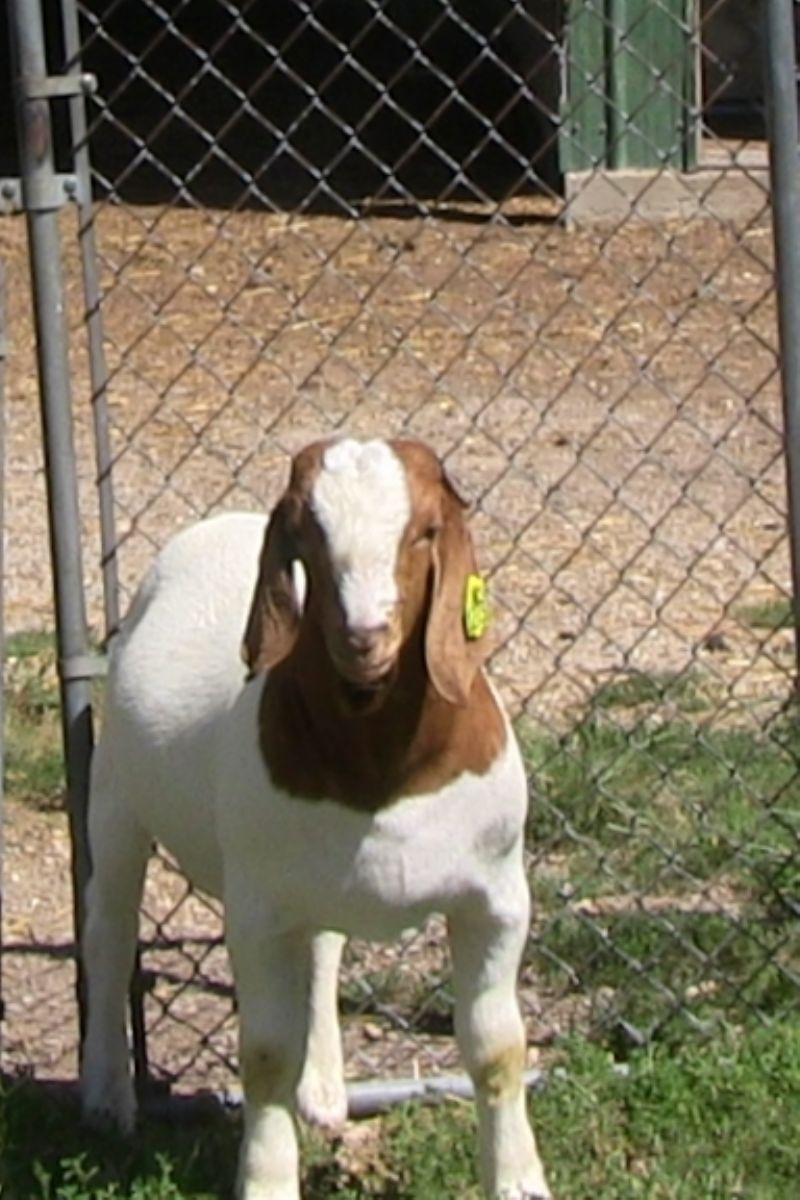 Bear Creek BC N1273 - Boer Goat Buck