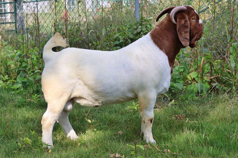 Bear Creek BC M1234 Country Boy - Boer Goat Buck