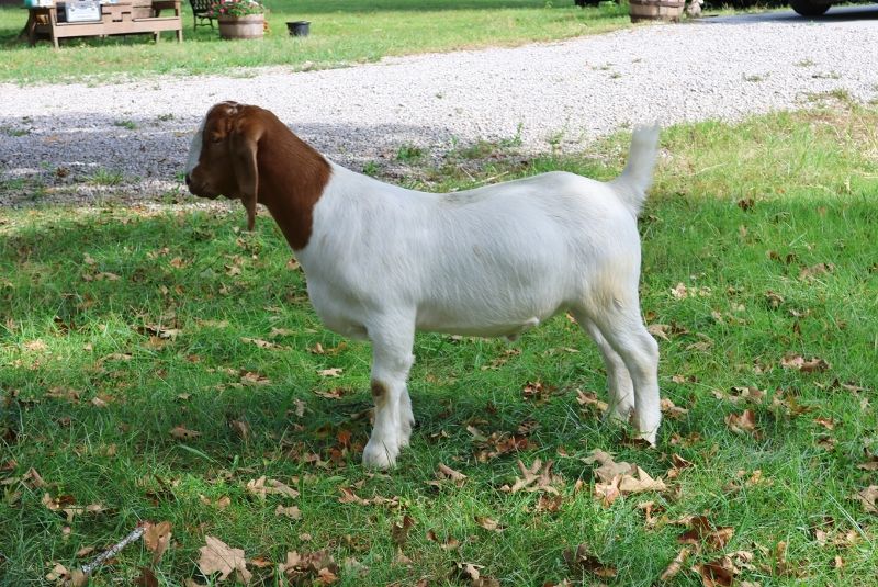 Bear Creek BC  Wether #2 Born 1 January 2023 - Boer Goat Wether