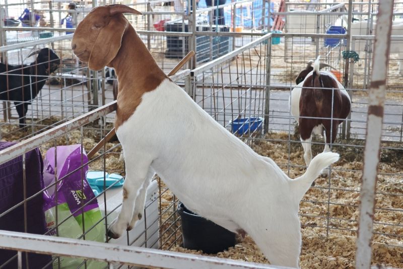 Bear Creek BC N1277 Flying Nun placed 5th out of 23 and 6th out of 22 at 2024 MO State Fair.