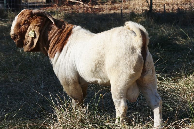 Bear Creek BC N1279 - Boer Goat Buck