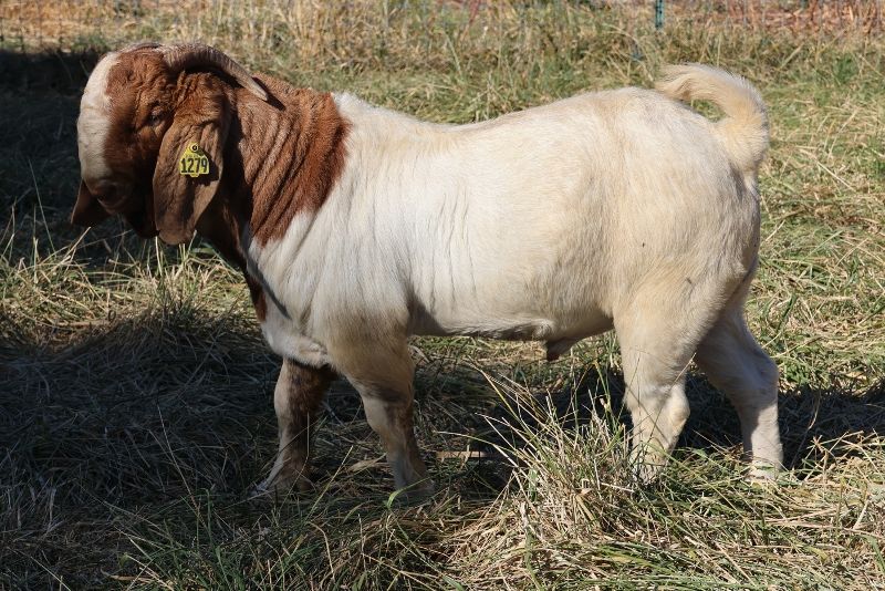 Bear Creek BC N1279 - Boer Goat Buck