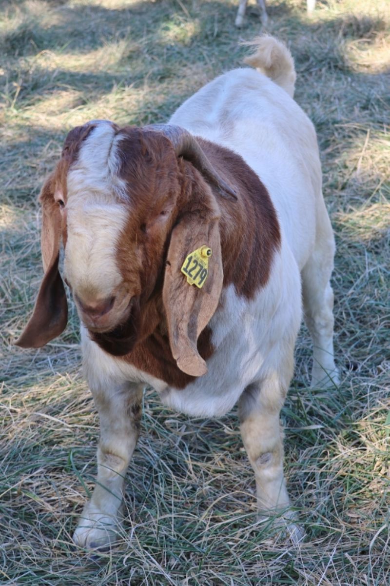 Bear Creek BC N1279 - Boer Goat Buck